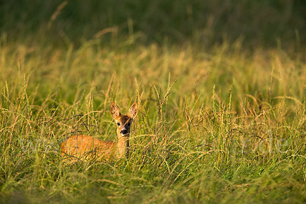 Rehwild (Capreolus capreolus)