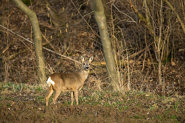 Rehwild (Capreolus capreolus)