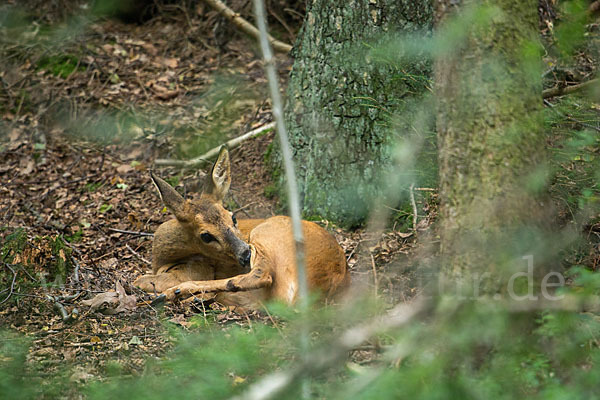 Rehwild (Capreolus capreolus)