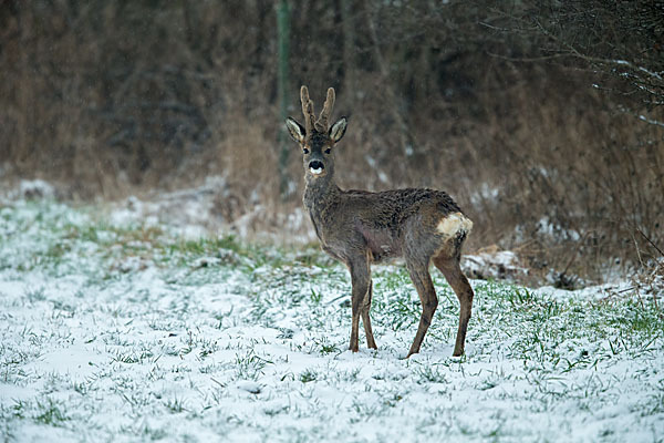 Rehwild (Capreolus capreolus)