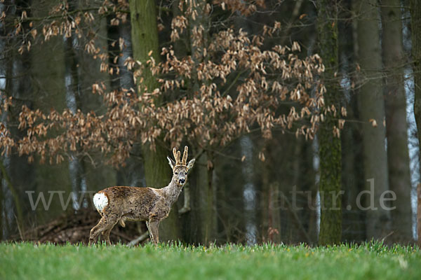 Rehwild (Capreolus capreolus)