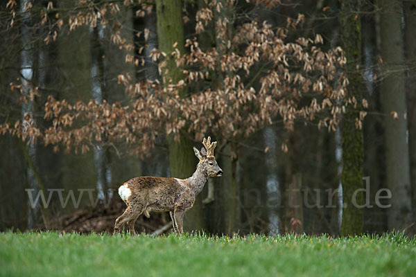 Rehwild (Capreolus capreolus)