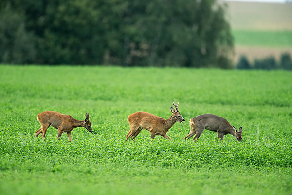 Rehwild (Capreolus capreolus)