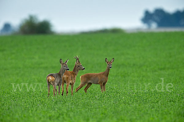 Rehwild (Capreolus capreolus)