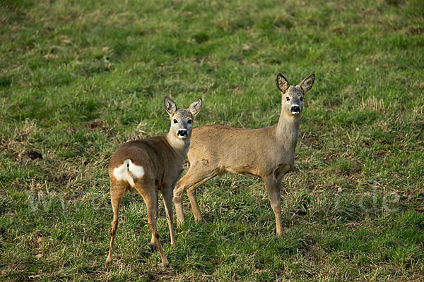 Rehwild (Capreolus capreolus)