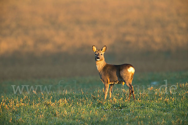 Rehwild (Capreolus capreolus)