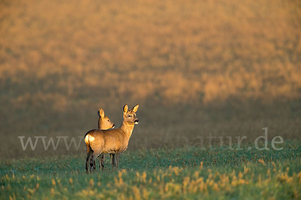 Rehwild (Capreolus capreolus)