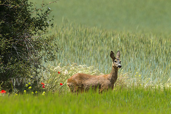 Rehwild (Capreolus capreolus)