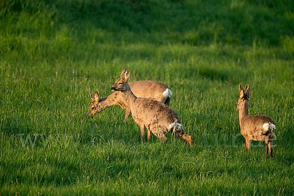 Rehwild (Capreolus capreolus)