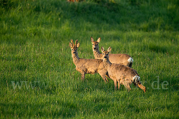 Rehwild (Capreolus capreolus)