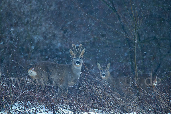 Rehwild (Capreolus capreolus)