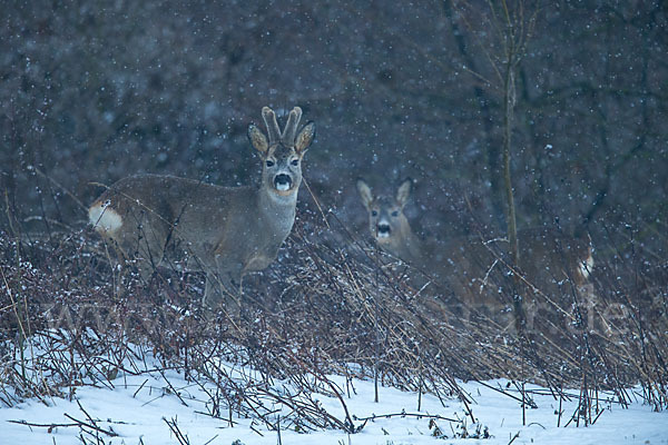 Rehwild (Capreolus capreolus)