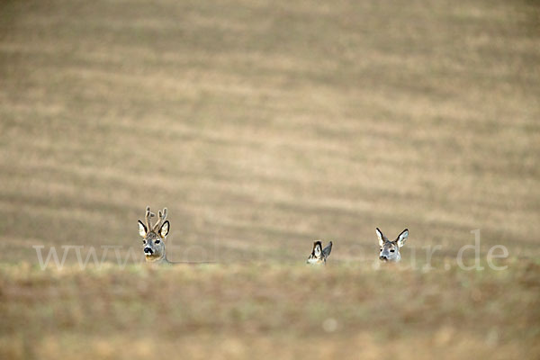 Rehwild (Capreolus capreolus)