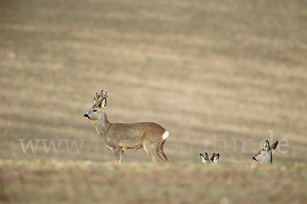 Rehwild (Capreolus capreolus)