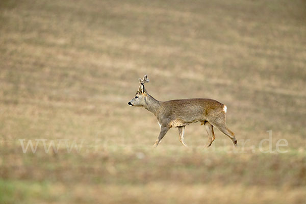 Rehwild (Capreolus capreolus)