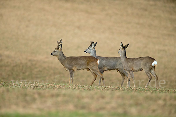 Rehwild (Capreolus capreolus)