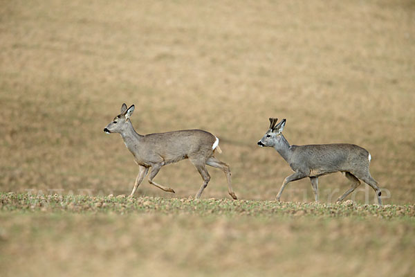 Rehwild (Capreolus capreolus)