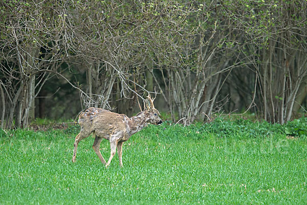 Rehwild (Capreolus capreolus)