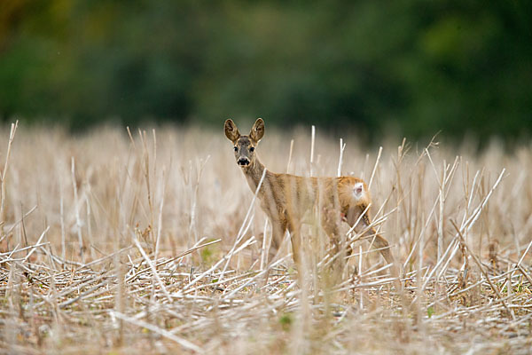 Rehwild (Capreolus capreolus)