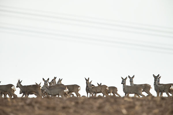 Rehwild (Capreolus capreolus)