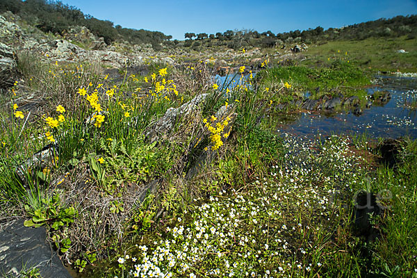 Reifrock-Narzisse (Narcissus bulbocidium)