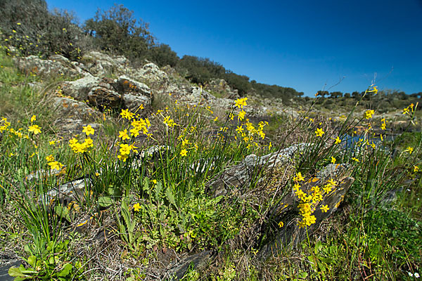 Reifrock-Narzisse (Narcissus bulbocidium)