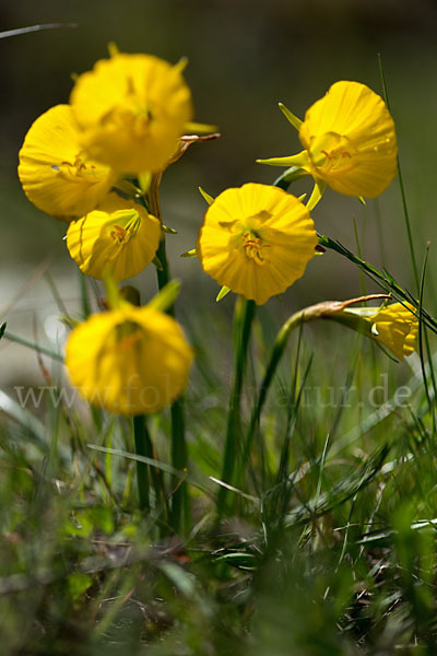 Reifrock-Narzisse (Narcissus bulbocidium)