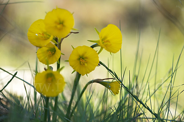 Reifrock-Narzisse (Narcissus bulbocidium)