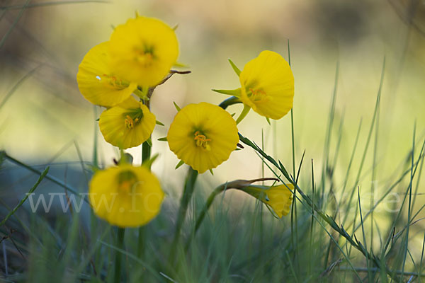 Reifrock-Narzisse (Narcissus bulbocidium)