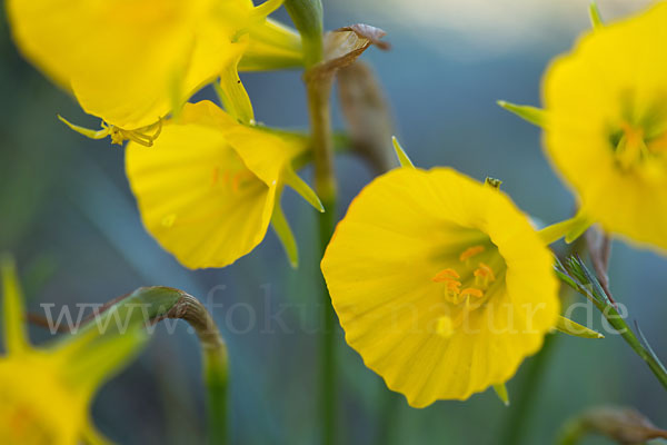 Reifrock-Narzisse (Narcissus bulbocidium)