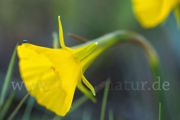 Reifrock-Narzisse (Narcissus bulbocidium)