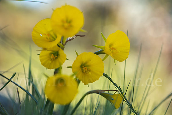 Reifrock-Narzisse (Narcissus bulbocidium)