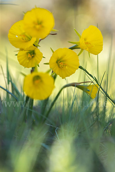 Reifrock-Narzisse (Narcissus bulbocidium)