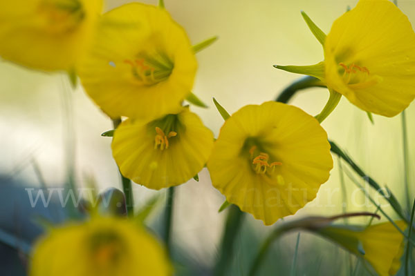 Reifrock-Narzisse (Narcissus bulbocidium)