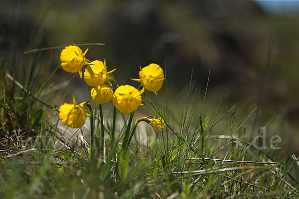 Reifrock-Narzisse (Narcissus bulbocidium)