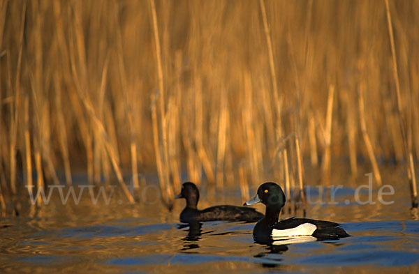 Reiherente (Aythya fuligula)