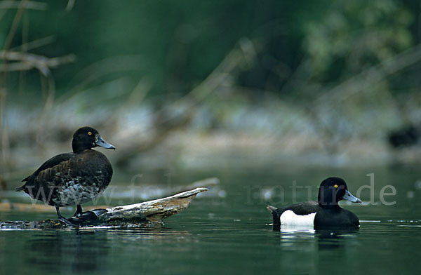 Reiherente (Aythya fuligula)