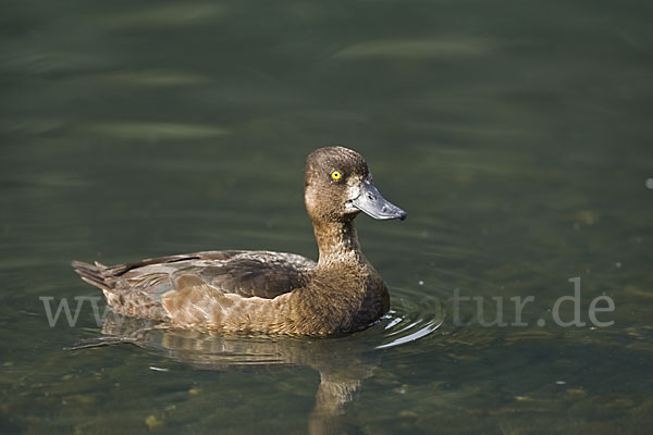 Reiherente (Aythya fuligula)