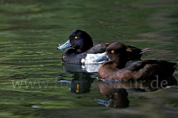 Reiherente (Aythya fuligula)