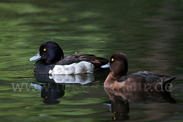 Reiherente (Aythya fuligula)