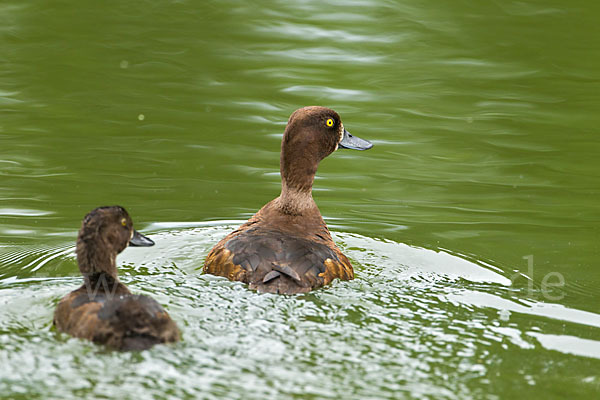 Reiherente (Aythya fuligula)