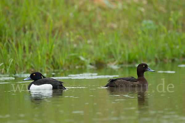 Reiherente (Aythya fuligula)