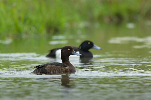 Reiherente (Aythya fuligula)