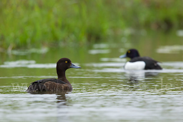 Reiherente (Aythya fuligula)