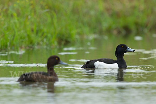 Reiherente (Aythya fuligula)