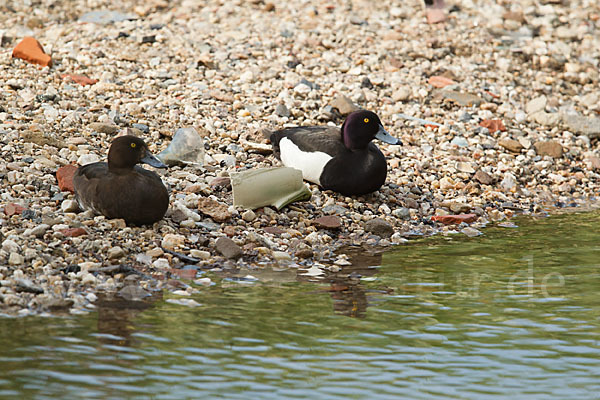 Reiherente (Aythya fuligula)