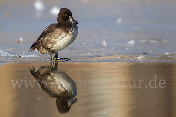 Reiherente (Aythya fuligula)