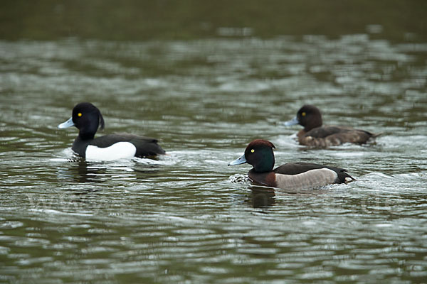 Reiherente (Aythya fuligula)