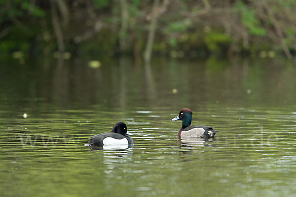 Reiherente (Aythya fuligula)