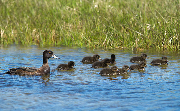 Reiherente (Aythya fuligula)